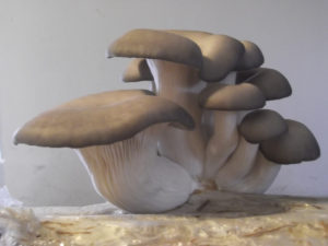 mushroom fruit 2012